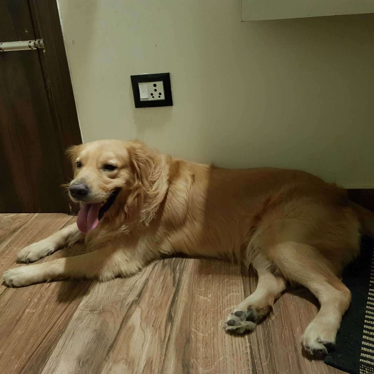 Golden Retriever Dogs For Mating In Delhi