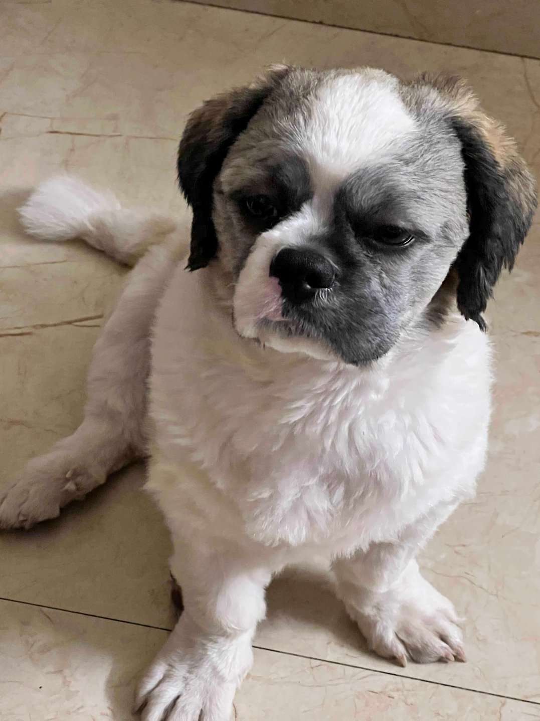 Shih Tzu Dogs For  Mating In Bhubaneswar