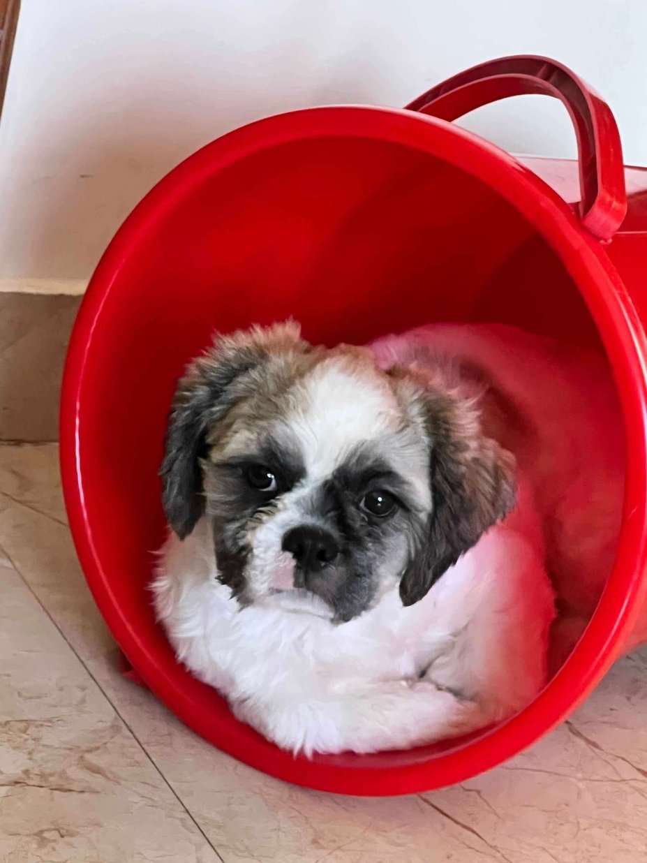 Shih Tzu Dogs For Mating In Bhubaneswar
