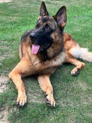 German Shepherd Dogs For  Mating In Delhi