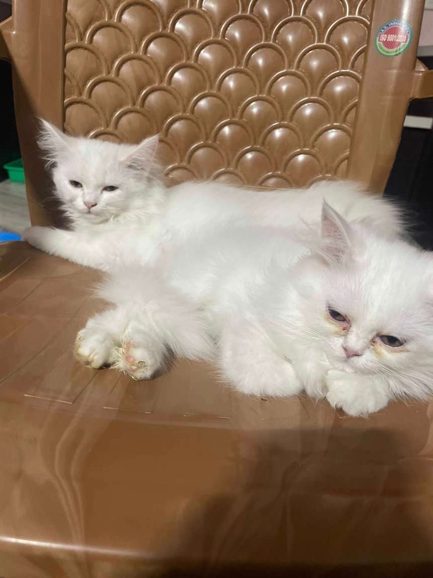 Persian For Sale In Shahdol