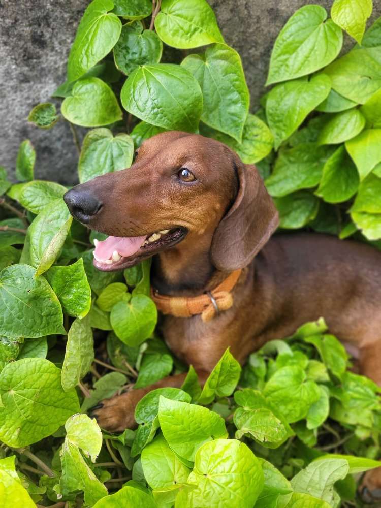 Dachshund Dogs For Mating In Chennai