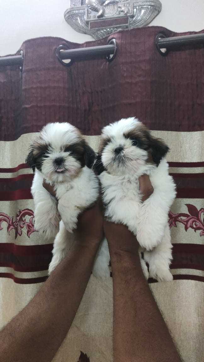 Shih Tzu For Sale In Chennai