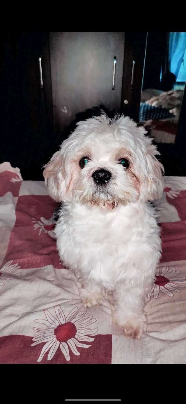 Lhasa Apso Dogs For  Mating In Mumbai