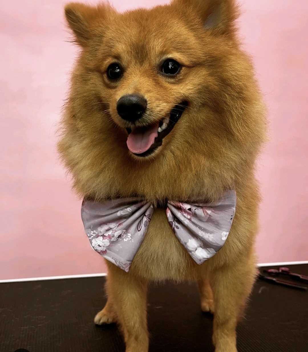 Culture Pomeranian Dogs For  Mating In Mumbai