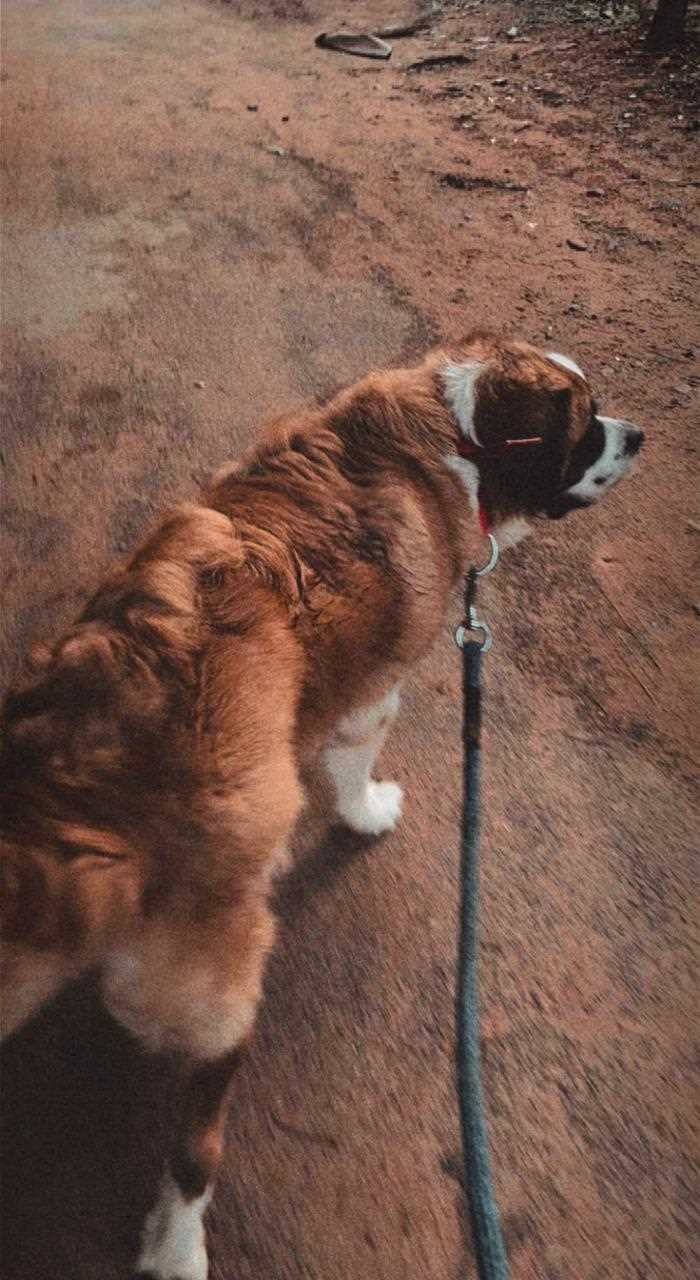 Saint Bernard For Adoption In Bangalore
