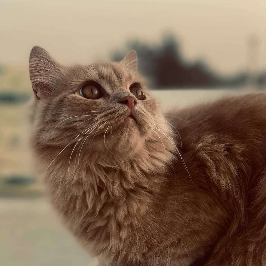 Persian For Adoption In Jaipur