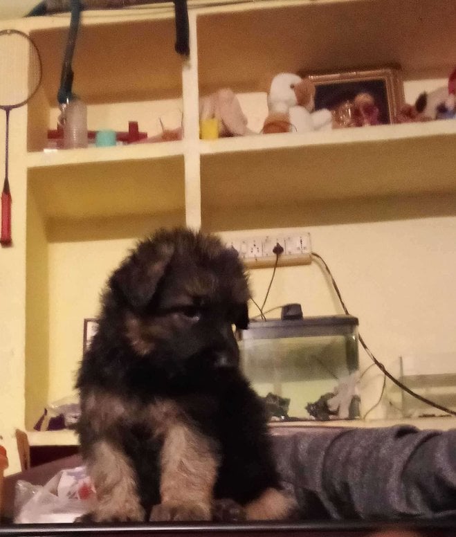 German Shepherd For Sale In Chennai