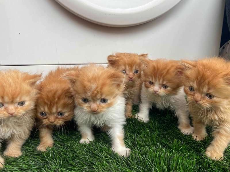 Persian For Sale In Bangalore
