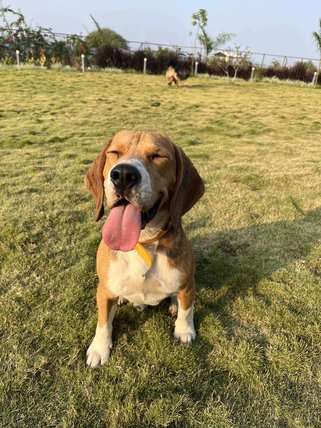Beagle Dogs For Mating In Nasik