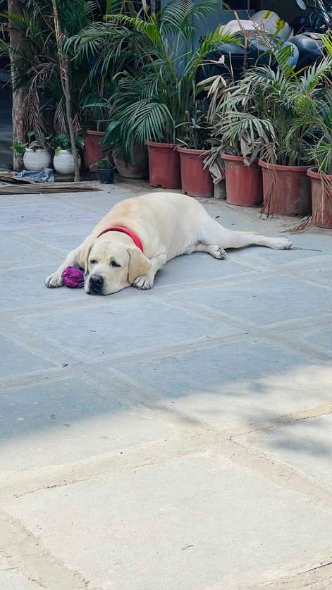 Labrador Retriever Dogs For  Mating In Jaipur