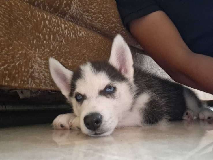 Siberian Husky For Sale In Thane