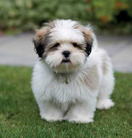 Lhasa Apso For Sale In Satna