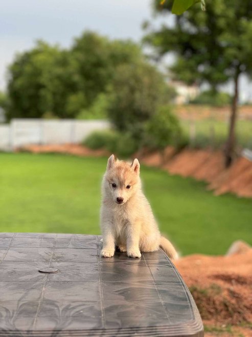 Siberian Husky For Sale In Hyderabad
