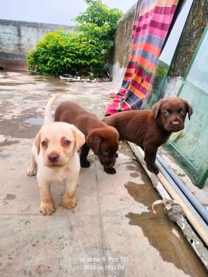 Labrador Retriever For Sale In Thane