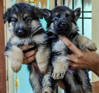 Mr n Mrs Pet