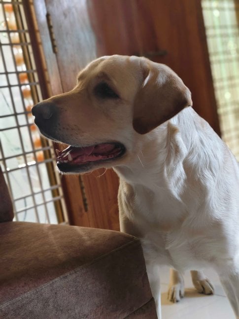 Labrador Retriever Dogs For Mating In Hyderabad