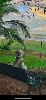 Maltipoo Dogs For  Mating In Bangalore