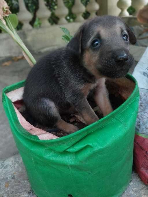 German Shepherd For Adoption In Pondicherry