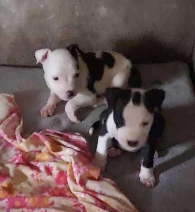 American Bully For Sale In Udupi