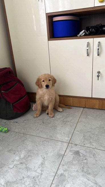 Golden Retriever For Sale In Kozhikode