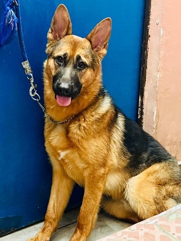German Shepherd For Adoption In Agra