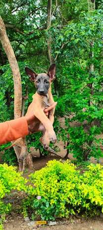 Belgian Malinois For Sale In Satara