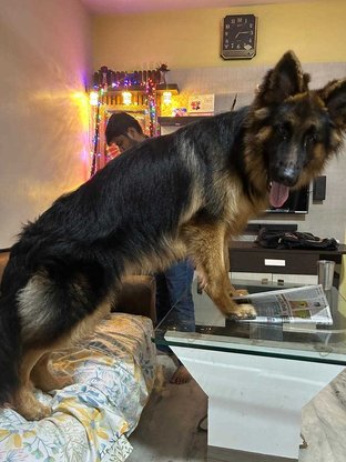 German Shepherd Dogs For  Mating In Nagpur