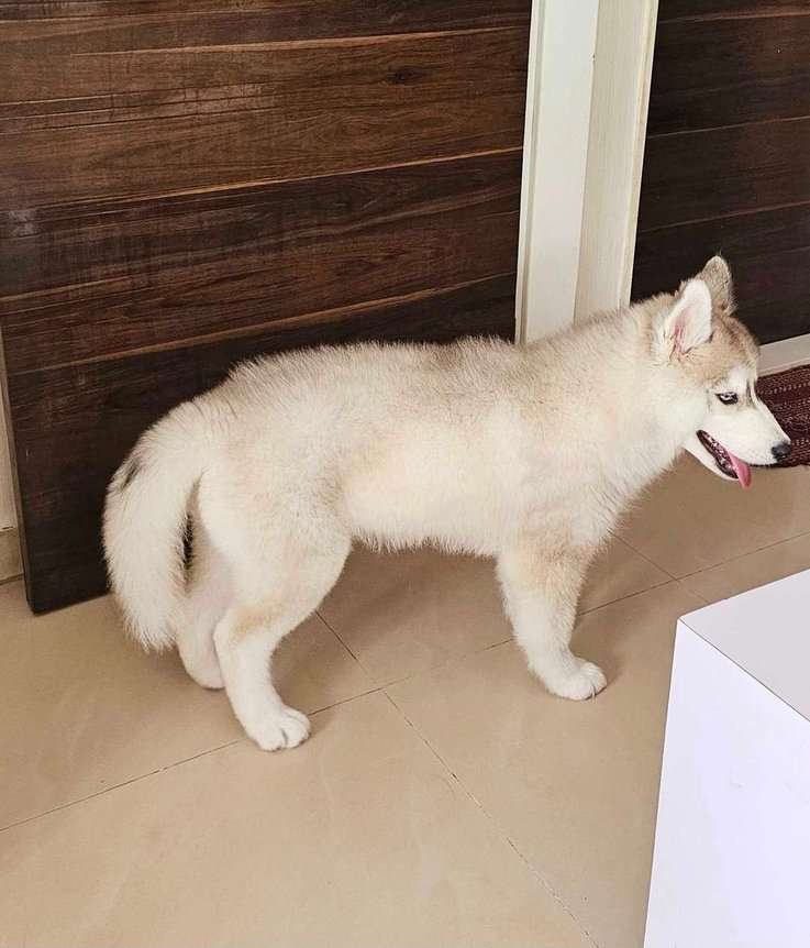 Siberian Husky For Sale In Mumbai