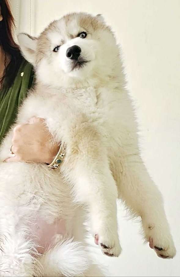 Siberian Husky For Sale In Mumbai