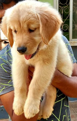 Golden Retriever For Sale In Coimbatore