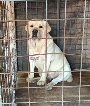 Labrador Retriever Dogs For Mating In Kollam
