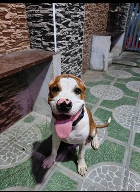 American Staffordshire Terrier Dogs For Mating In Chennai