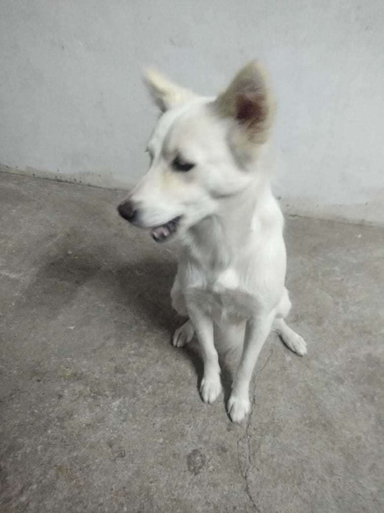 Pomeranian For Adoption In Bangalore