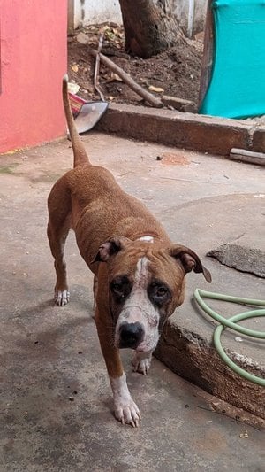 Pitbull For Adoption In Pondicherry