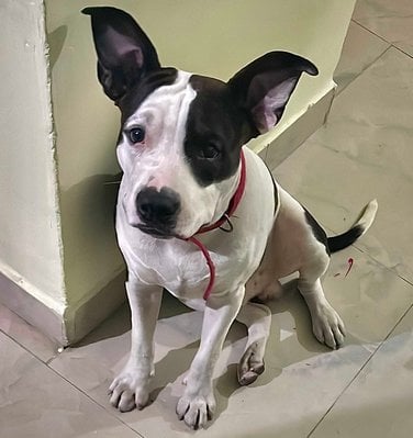 American Bully For Adoption In Pondicherry