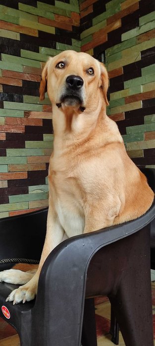 Labrador Retriever Dogs For Mating In Hyderabad