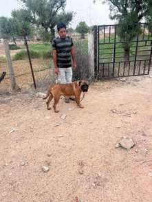 Bullmastiff Dogs For Mating In Sikar