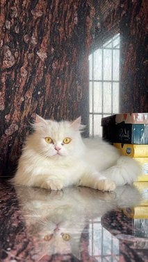 Persian Dogs For  Mating In Mumbai