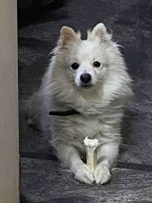 Pomeranian Dogs For Mating In Bangalore