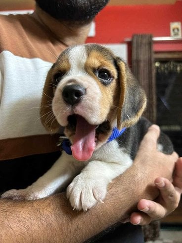 Beagle For Sale In Jalgaon