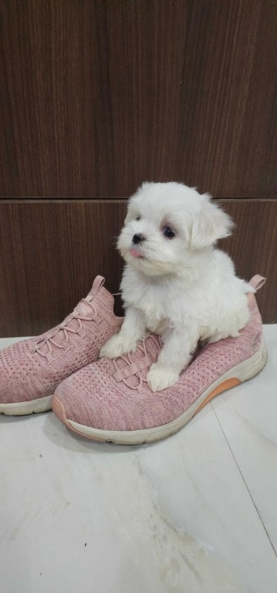 Maltese For Sale In Chennai