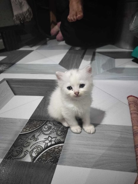 Persian For Sale In Parbhani