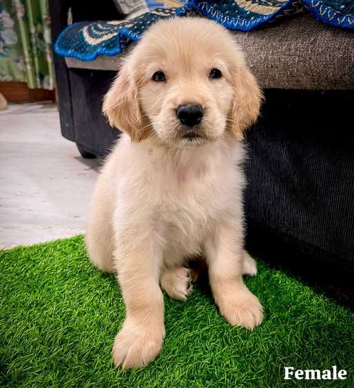 Golden Retriever For Sale In Hyderabad