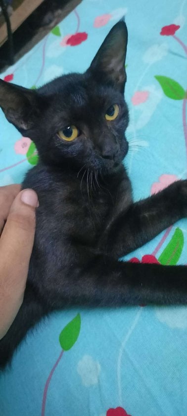 Indian Breed For Adoption In Delhi