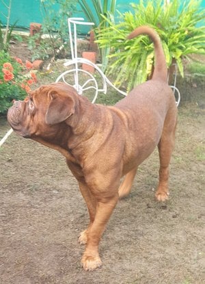 French Mastiff Dogs For  Mating In Delhi