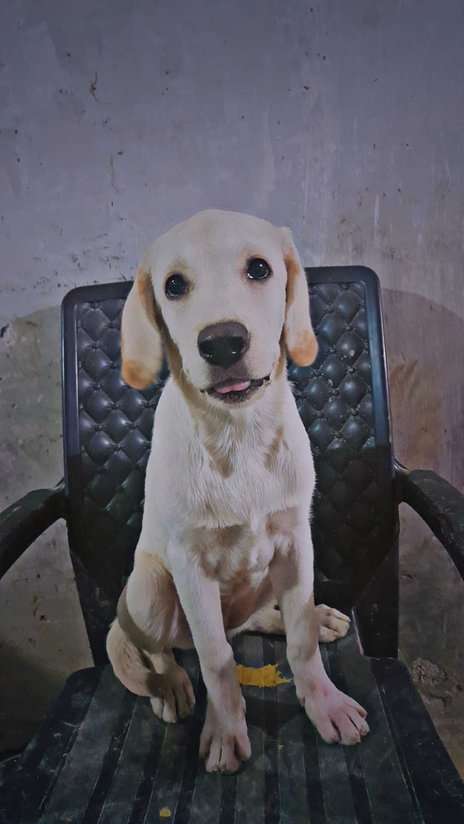 Labrador Retriever For Sale In Lucknow
