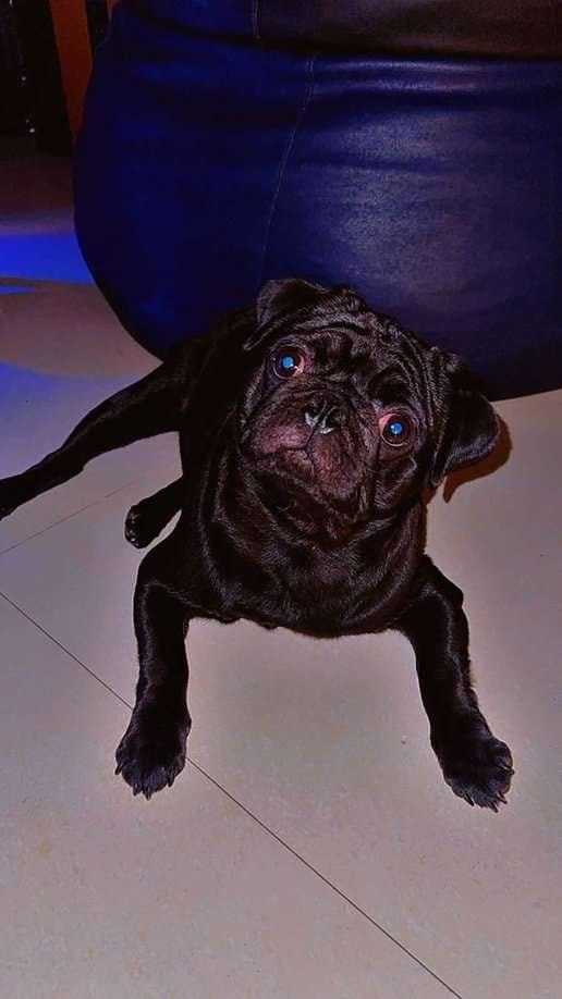 Pug Dogs For Mating In Panvel