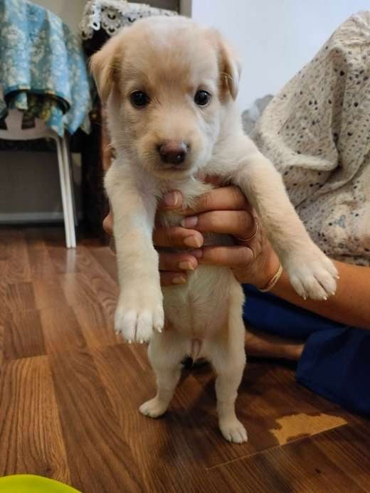 Labrador Retriever For Adoption In Faridabad