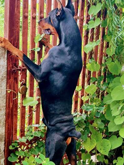 Doberman Dogs For Mating In Bangalore